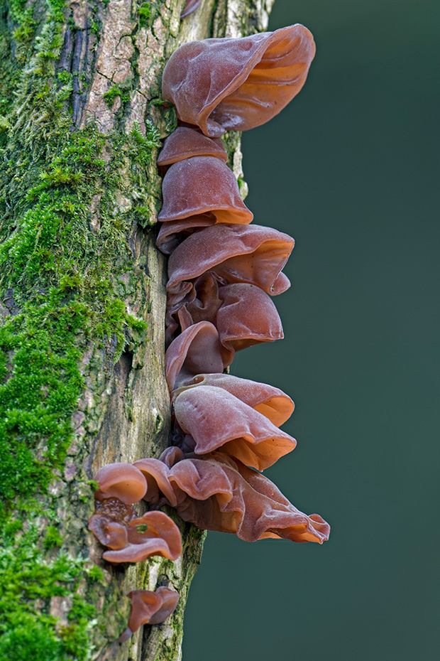 Das Judasohr ist ein beliebter chinesischer Speisepilz  -  (Foto Judasohr an einem Holunderstamm), Auricularia auricula  -  Auricularia auricula-judae, The Wood Ear is a popular edible mushroom in China  -  (Black Wood Ear - Photo Wood Ear on an elder trunk)