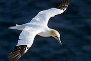 Thumbnail of the category Northern Gannet / Solan Bird