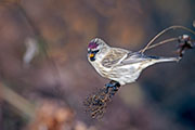 Thumbnail of the category Common Redpoll / Mealy Redpoll