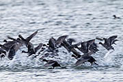 Thumbnail of the category Eurasian Coot / Coot / Fulica atra