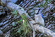 Thumbnail of the category Blue Jay / Cyanocitta cristata