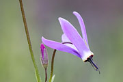 Thumbnail of the category Flowers in North America