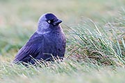 Thumbnail of the category Jackdaw / Western Jackdaw