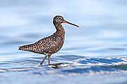 Thumbnail of the category Spotted Redshank / Tringa erythropus