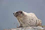 Thumbnail of the category Hoary Marmot / Marmota caligata