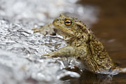 Thumbnail of the category Common Toad / European Toad