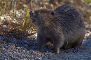 Thumbnail of the category Eurasian Beaver / Castor fiber