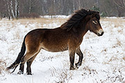 Thumbnail of the category Exmoor Pony / Wild Horses