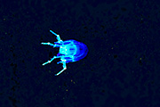 Thumbnail of the category Fluorescent marine creatures