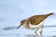 Thumbnail of the category Common Sandpiper