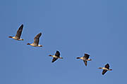 Thumbnail of the category Geese - various types