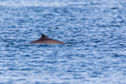 Thumbnail of the category Harbour Porpoise