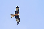 Thumbnail of the category Birds of prey Europe - several species