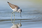 Thumbnail of the category Common Greenshank