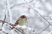 Thumbnail of the category House Sparrow / Passer domesticus