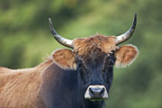 Thumbnail of the category Heck Cattle / Aurochs - breed back