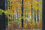 Thumbnail of the category Autumn Images / Fall Pictures