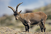 Thumbnail of the category Iberian Ibex / Spanish Ibex