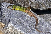 Thumbnail of the category Iberian Emerald Lizard