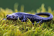 Thumbnail of the category Northern Crested Newt / Warty Newt