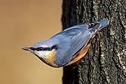 Thumbnail of the category Eurasian Nuthatch / Sitta europaea