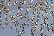 Thumbnail of the category Red Knot / Knot / Calidris canutus