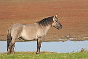 Thumbnail of the category Heck Horse / Tarpan - breed back