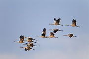 Thumbnail of the category Common Crane / Eurasian Crane