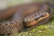 Thumbnail of the category European Common Adder