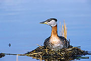 Thumbnail of the category Grebe family and Diver family