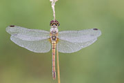 Thumbnail of the category Damselfly and Dragonfly
