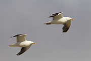 Thumbnail of the category Great Black-backed Gull