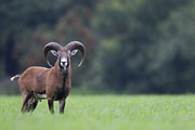 Thumbnail of the category Moufflon / Mouflon / European Sheep