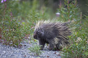 Thumbnail of the category Rodent / Gnawer - several Species