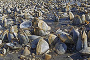Thumbnail of the category North Sea Images