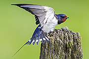 Thumbnail of the category Barn Swallow / Hirundo rustica