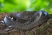 Thumbnail of the category European Grass Snake