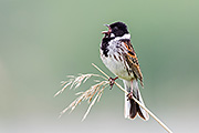Thumbnail of the category Common Reed Bunting
