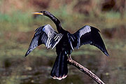 Thumbnail of the category Darter and Pelican - Several Species
