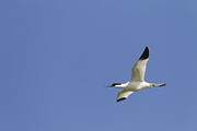 Thumbnail of the category Pied Avocet / Recurvirostra avosetta