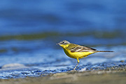 Thumbnail of the category Western Yellow Wagtail