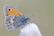 Thumbnail of the category Butterfly - Diurnal Butterfly