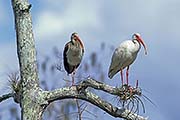 Thumbnail of the category American White Ibis / White Ibis