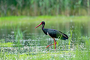 Thumbnail of the category Black Stork / Ciconia nigra