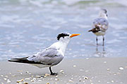 Thumbnail of the category Tern - several Species