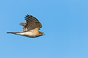 Thumbnail of the category Eurasian Sparrowhawk