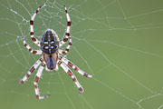 Thumbnail of the category Spider / Daddy Longlegs / Mite
