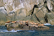 Thumbnail of the category Steller Sea Lion / Eumetopias jubatus