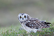 Thumbnail of the category Short-eared Owl / Asio flammeus