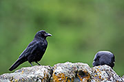 Thumbnail of the category Northwestern Crow / Corvus caurinus